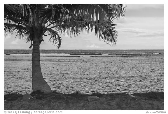 Red rocks, palm tree, Fagaitua Bay. Tutuila, American Samoa (black and white)