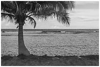 Red rocks, palm tree, Fagaitua Bay. Tutuila, American Samoa ( black and white)