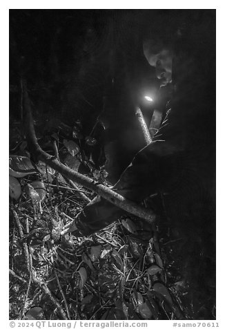 Man catching coconut crab at night, Ofu Island. American Samoa (black and white)