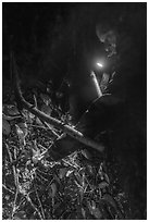 Man catching coconut crab at night, Ofu Island. American Samoa ( black and white)