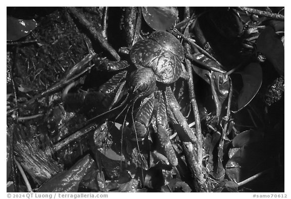 Brown coconut crab, Ofu Island. American Samoa (black and white)