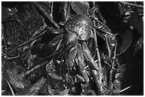 Brown coconut crab, Ofu Island. American Samoa ( black and white)