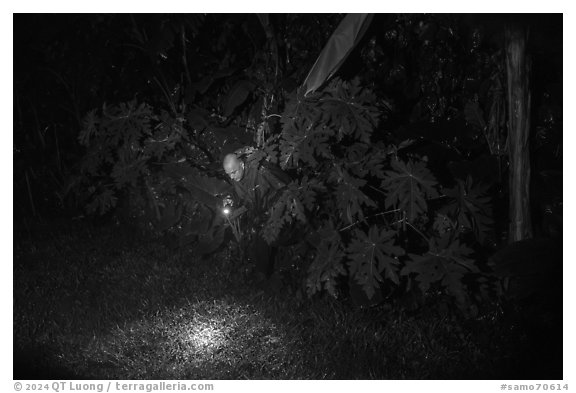 Manaia looking for coconut crabs at night, Ofu Island. American Samoa (black and white)