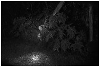 Manaia looking for coconut crabs at night, Ofu Island. American Samoa ( black and white)