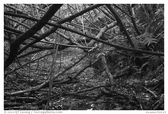 Branches across Tumu Mountain Trail, Ofu Island. American Samoa (black and white)