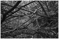 Branches across Tumu Mountain Trail, Ofu Island. American Samoa ( black and white)