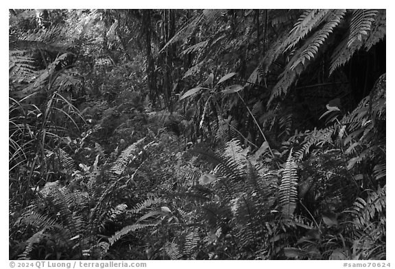 Lush rainforest along Tumu Mountain Trail, Ofu Island. American Samoa (black and white)