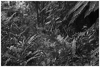 Lush rainforest along Tumu Mountain Trail, Ofu Island. American Samoa ( black and white)