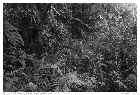 Jungle vegetation along Tumu Mountain Trail, Ofu Island. American Samoa (black and white)