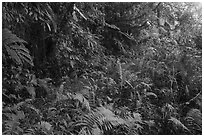 Jungle vegetation along Tumu Mountain Trail, Ofu Island. American Samoa ( black and white)