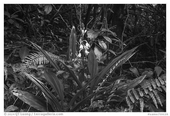 Flowers in rainforest, Tumu Mountain Trail, Ofu Island. American Samoa (black and white)