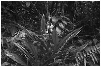 Flowers in rainforest, Tumu Mountain Trail, Ofu Island. American Samoa ( black and white)