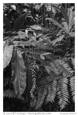 Ferns and red ginger, Tumu Mountain Trail, Ofu Island. American Samoa (black and white)