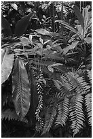 Ferns and red ginger, Tumu Mountain Trail, Ofu Island. American Samoa ( black and white)