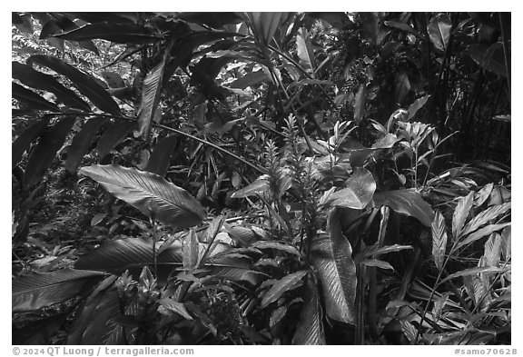 Red ginger, Tumu Mountain Trail, Ofu Island. American Samoa (black and white)