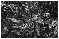 Red ginger, Tumu Mountain Trail, Ofu Island. American Samoa ( black and white)