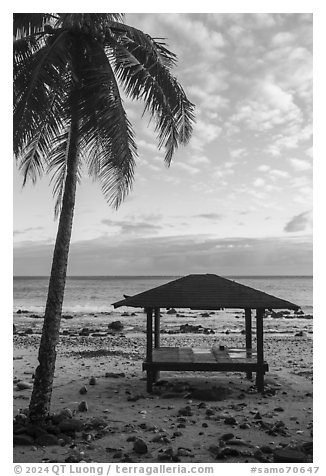 Palm tree and beach shelter, Tau Island. American Samoa (black and white)