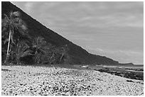 Coral rubble beach fringed by palm trees, Tau Island. American Samoa ( black and white)