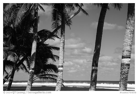 Palm trees painted for flag day and ocean, Failolo. Tutuila, American Samoa (black and white)