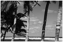 Palm trees painted for flag day and ocean, Failolo. Tutuila, American Samoa ( black and white)