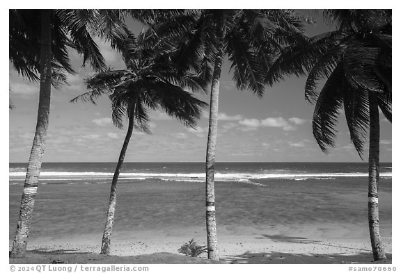 Beach and ocean seem through palm trees painted for flag day, Failolo. Tutuila, American Samoa (black and white)