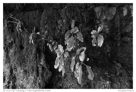 Seeps and leaves on cliff, Fagatele Bay. Tutuila, American Samoa (black and white)