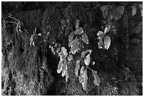 Seeps and leaves on cliff, Fagatele Bay. Tutuila, American Samoa ( black and white)