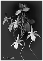 Aerangis punctata. A species orchid (black and white)