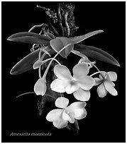 Amesiella monticola. A species orchid (black and white)