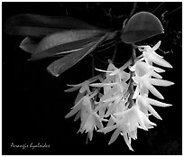 Arerangis hyaloides. A species orchid (black and white)