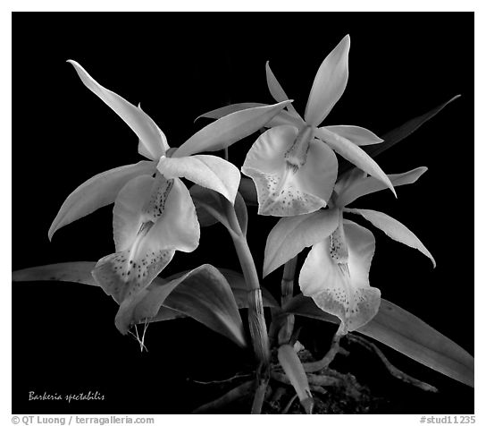 Barkeria spectabilis. A species orchid