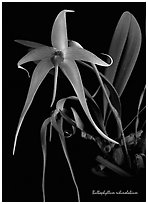 Bulbophyllum echinolabium. A species orchid (black and white)