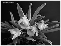 Centroglossa macroceras. A species orchid (black and white)