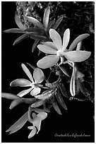Ceratochilus biglandulosus. A species orchid (black and white)