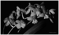 Cochlioda noezliana. A species orchid (black and white)