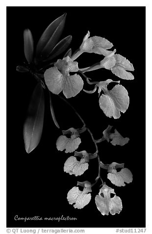 Studarettia macroplectron. A species orchid (black and white)