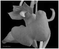 Studarettia speciosa. A species orchid (black and white)