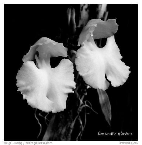 Studarettia splendens. A species orchid