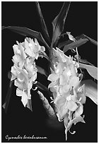 Cycnoches herenhusanum. A species orchid (black and white)