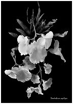 Dendrobium capilipes. A species orchid (black and white)