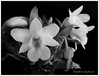 Dendrobium chrystianum. A species orchid (black and white)