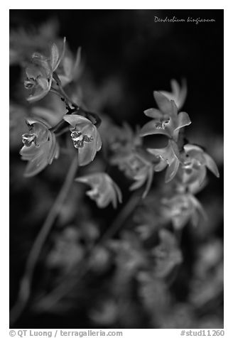 Dendrobium kingianum. A species orchid (black and white)
