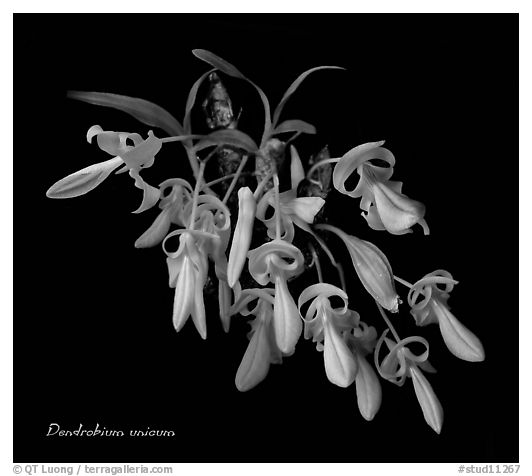 Dendrobium unicum. A species orchid