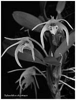 Diplocaulobium chrysotropsis. A species orchid (black and white)