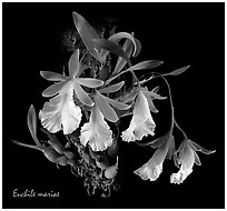 Euchile mariae. A species orchid (black and white)