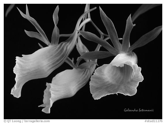 Galeandra batermanii. A species orchid