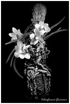Holcoglossum flavescens. A species orchid (black and white)