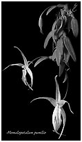 Homalopetalum pumilio. A species orchid (black and white)