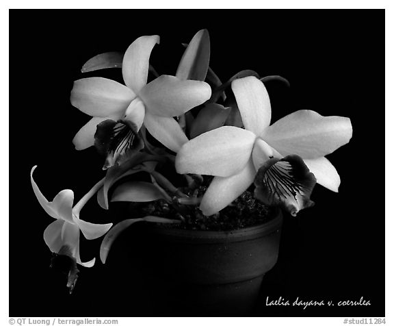 Laelia dayana v. coerulea. A species orchid
