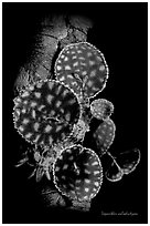 Lepanthes calodictyon. A species orchid (black and white)